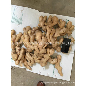 New Crop Fresh and Dry Ginger for UK